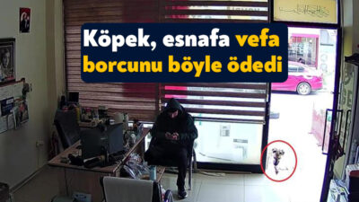 Kocaeli'nin Gölcük ilçesinde Ares isimli sokak köpeği, kendisine 5 yıldır