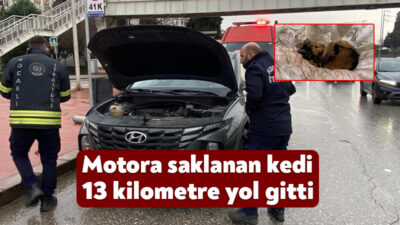 Kocaeli'de girdiği aracın motor kısmında 13 kilometre yolculuk yapan yavru