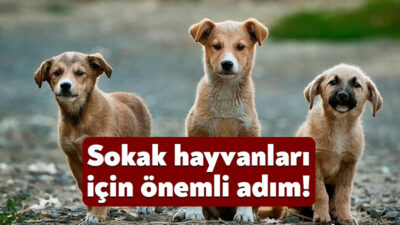 Kocaeli Büyükşehir Belediyesi’nin şubat ayı meclis toplantısı Büyükşehir Belediyesi Başkanvekili