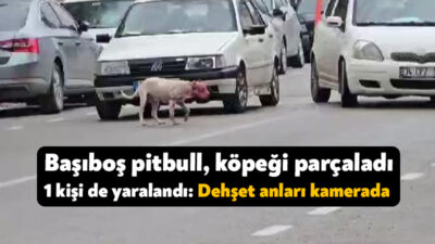 Kocaeli'de başıboş gezen pitbull, köpeğe saldırarak parçaladı. Pitpull saldırısından kurtarılmak