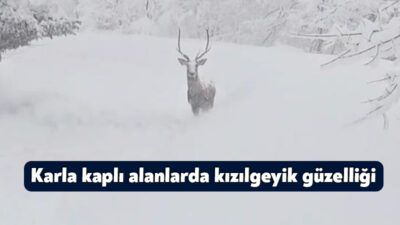 Kocaeli'nin kış turizmiyle ünlü ilçesi Kartepe'de, beyaz örtüyle kaplanan doğada