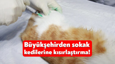 Kocaeli Büyükşehir’in can dostlarımıza yönelik hizmeti olan “Kısırlaştırma Karavanı” ile