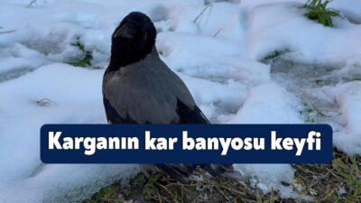Kocaeli'de soğuk havaya meydan okuyarak kar banyosu yapan karga, görenleri