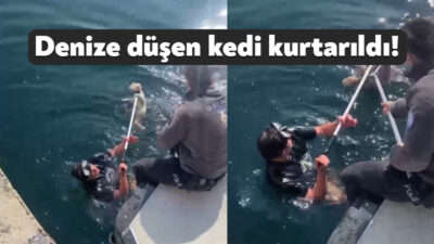 Kocaeli'nin Gölcük ilçesinde denize düşen kedi, itfaiye ve deniz polisi