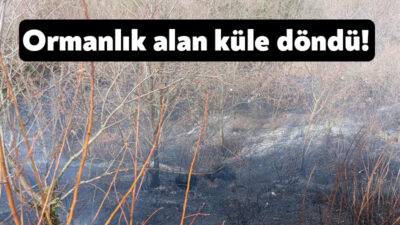 Kocaeli'nin Karamürsel ilçesinde bir arazide temizlik amacıyla yakılan ateş, ormana
