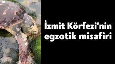 Genellikle Akdeniz kıyılarında görülen caretta caretta, bu kez İzmit Körfezi'nde