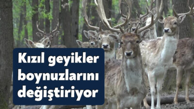 Avrupa'nın en büyük doğal yaşam alanı Ormanya'da, nesli tükenme tehlikesi