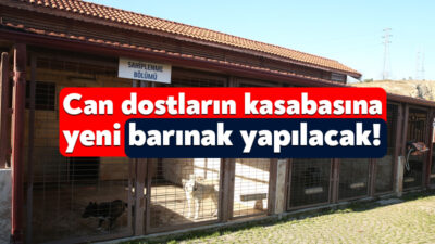 Kocaeli Büyükşehir Belediyesi, kentteki sokak hayvanları için harekete geçti. Sokak