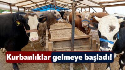Başiskele Belediyesi, Kurban Bayramı öncesinde küçükbaş ve büyükbaş hayvan satışı
