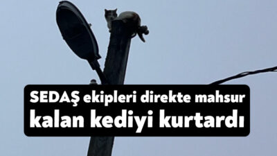 Sakarya’nın Karasu İlçesinde elektrik direğinin tepesinde mahsur kalan kedi, SEDAŞ