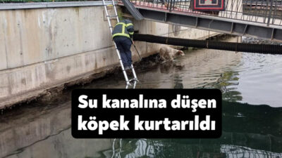Kocaeli'nin Karamürsel ilçesinde su dolu kanala düşen bir köpek, itfaiye