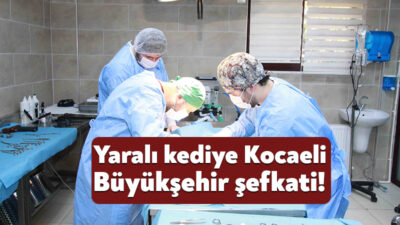 Karamürsel’de sol arka patisi kırık halde bulunan yaralı kedi, Büyükşehir