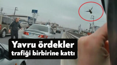 Kocaeli D130 Karayolu'na çıkan yaramaz yavru ördekler, trafiği birbirine kattı.