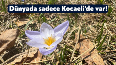 adece Kocaeli'nin Kartepe ilçesine özgü ve bilimsel adı "Crocus keltepensis"