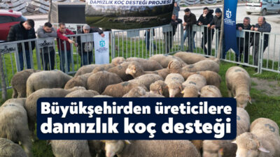Büyükşehir Belediyesi, koyun ve keçi yetiştiriciliğini desteklemek amacıyla hayata geçirdiği