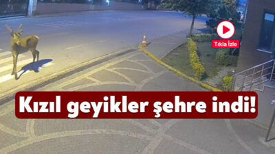 Kocaeli'de doğaya salınan kızıl geyikler, yerleşim yerlerine kadar indi. İnsanlardan