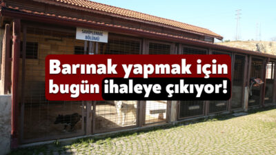 Kocaeli Büyükşehir Belediyesi, kentteki sokak hayvanları için harekete geçti. Sokak