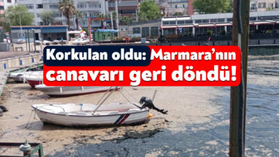 Kocaeli'nin Karamürsel sahili müsilajla kaplandı. Müsilaj sebebiyle teknelerde motor arızalanmaları