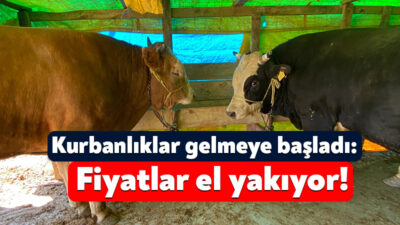 Kocaeli'nin Derince ilçesinde Kurban Bayramı öncesi kurulan hayvan pazarında, büyükbaş