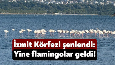 Kuş gözlemcilerinin gözde rotası olan İzmit Körfezi Sulak Alanı, flamingo