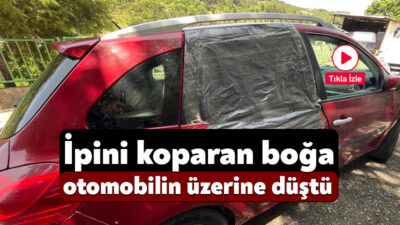Kocaeli'nin İzmit ilçesinde ipini koparıp kaçan kurbanlık boğa, çıktığı garaj