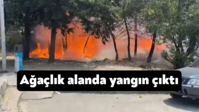 Kocaeli'nin Derince ilçesinde ağaçlık alanda çıkan yangın korkuttu. Alevlere müdahale