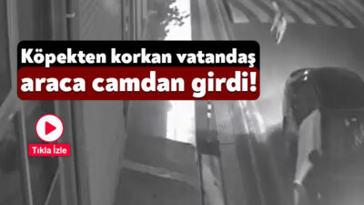 Kocaeli’de dün akşam saatlerinde meydana gelen olayda başıboş sokak köpekleri