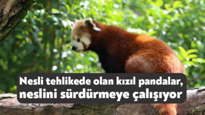 Zengin tür çeşitliliğiyle dikkat çeken Kocaeli'deki Faruk Yalçın Hayvanat Bahçesi