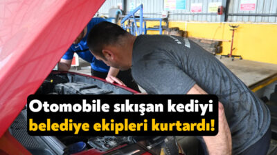 Başiskele Belediyesi, bir vatandaşın otomobiline sıkışan minik yavru kediyi titiz