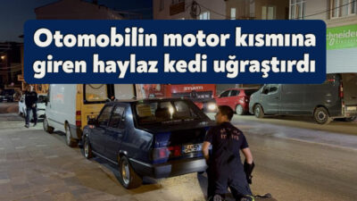 Kocaeli'nin Gebze ilçesinde park halindeki otomobilin motor kısmına giren yavru
