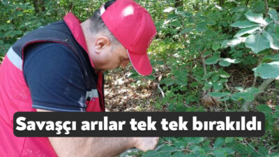 Kocaeli'nin Kandıra ilçesinde fındık üreticilerinin adeta korkulu rüyası haline