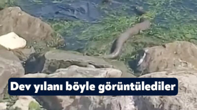 Kocaeli'de havaların ısınmasıyla birlikte çok sayıda yılan da görülmeye