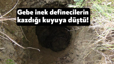 Kocaeli'nin Körfez ilçesinde 8 aylık gebe inek, otladığı sırada defineciler