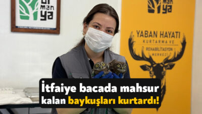 Kandıra Kaymaz’da bir evin bacasında mahsur kalan kukumav türü iki
