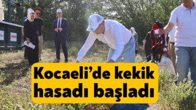 Kocaeli Büyükşehir Belediyesi’nin “Tıbbi ve Aromatik Bitki Yetiştiriciliği Projesi” (TABİP)