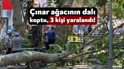 Kocaeli'nin Gölcük ilçesinde çınar ağacından kopan dal vatandaşların üzerine düştü.