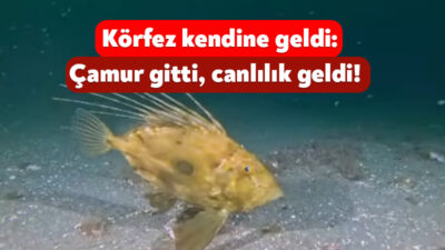 Kocaeli Büyükşehir Belediye Başkanı Doç. Dr. Tahir Büyükakın, İzmit Körfezi’nde