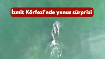 İzmit Körfezi’nde biri yavru üç yunus, masmavi sularda adeta dans