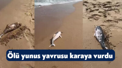 Kocaeli'nin Kandıra Sarısu Plajı'nda karaya vurmuş ölü yunus yavrusu cep