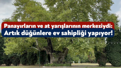 Kocaeli'nin Kartepe ilçesinde görkemli yapısıyla ilgi çeken 930 yıllık çınar