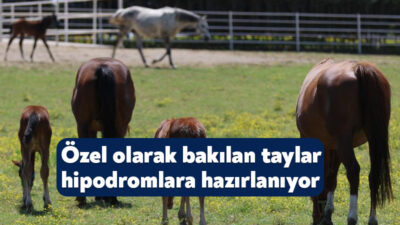 Milyonluk yarış atlarının spermlerinin özel olarak alınıp, aşılanması ile dünyaya