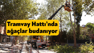 Kocaeli Büyükşehir Belediyesi, Alikahya Tramvay Hattı üzerinde yer alan ağaçların