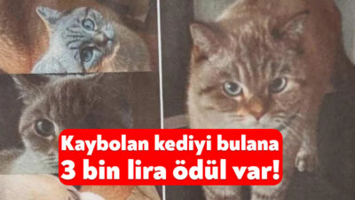 Derince’de Şakira isimli bir kedi kayboldu. Şakira’nın sahibi ise sosyal