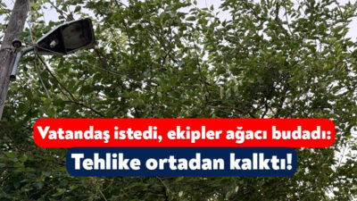 Kandıra’nın Katçalı Köyü’nde yaşayan bir vatandaş, evinin önünde bulunan ağaçların