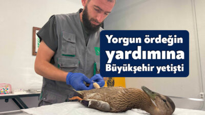 Kocaeli Büyükşehir Belediyesi ekipleri, Kumla Deresi’nde gerçekleştirdiği temizlik çalışmasında yüzmekte