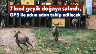 Yaban hayatını koruma ve geliştirme hedefi doğrultusunda 15 kızıl geyiğin