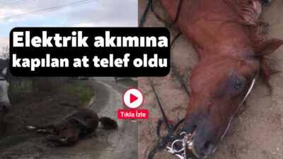 Kocaeli'nin Gebze ilçesinde kaçak elektrik hattından kaynaklandığı iddia edilen akıma