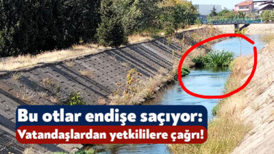 İzmit’in 42 Evler bölgesinde yer alan Kilez Dersi üzerindeki bitkilerin