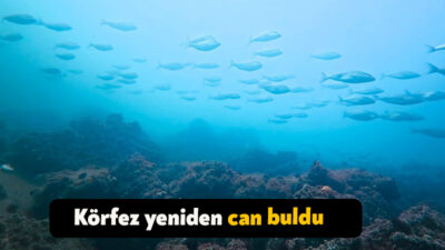 Kocaeli Büyükşehir Belediyesi’nin dip çamuru temizliği projesi ile nefes almaya
