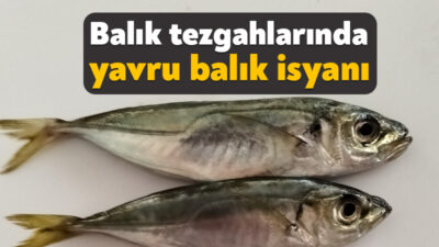 Kocaeli’de hem pazar hem de market tezgahlarında satılan balıkların yasal